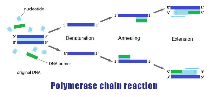Polymerase Chain Reaction PRC